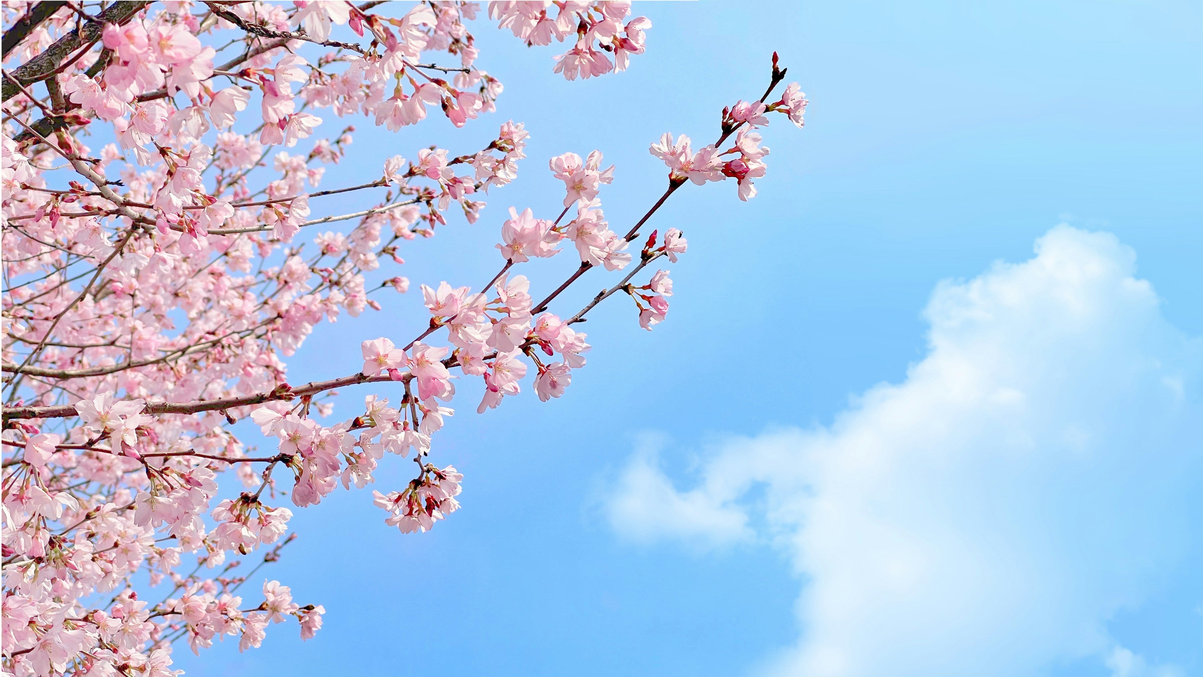 blue sky with some branches on the left with sakura flowers in bloom